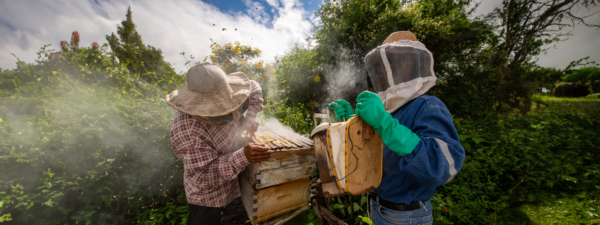 Chepsir Honey Fields Farm Operations