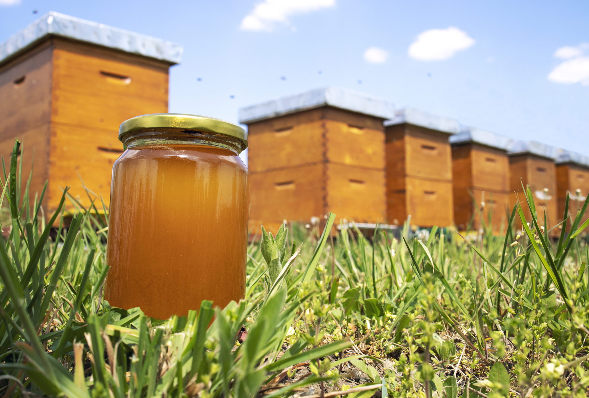 Chespir Honey Fields Our Story